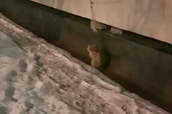 Кошка на Жукова 30, Санкт-Петербург