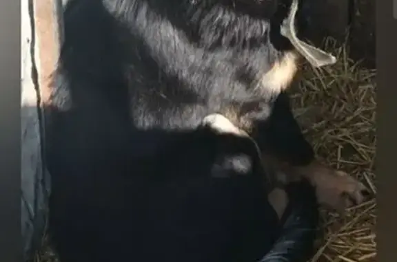 Найдена собака, ул. Ленина, Болгар