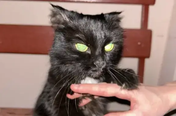 Кошка найдена: Запрудный проезд, 4В к2