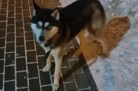 Найдена собака, Пенза, фото: Хаски найдена, ул. Антонова, Пенза