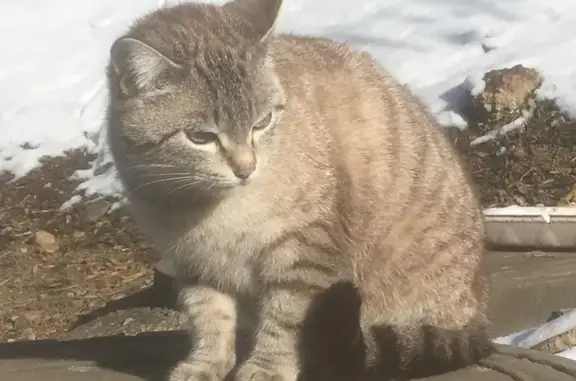 Найдена кошка, ул. Кирова, 38, Подольск