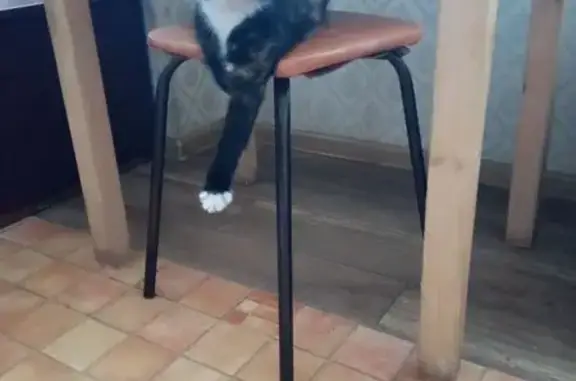 Найдена кошка, Орёл, фото: Кошка найдена на Элеваторной в Орле