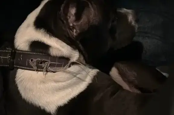 Найдена собака, ул. Красина, 96, Балашов