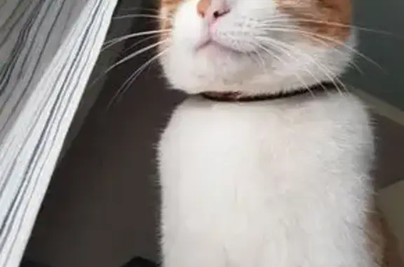 Кошки потеряшки, Лида, фото: Потеряшка кошка, ул. Машерова 11 к4, Лида