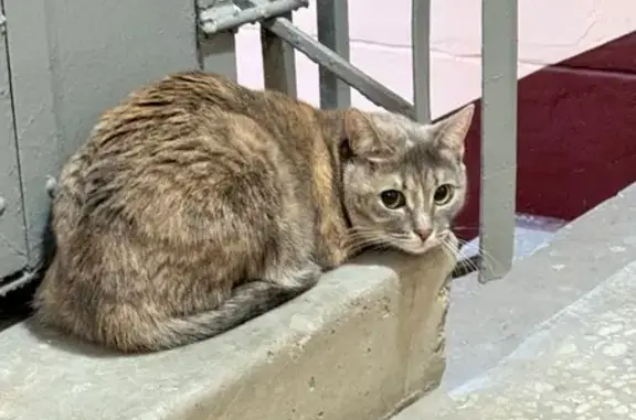 Найдена кошка, Москва, фото: Кошка найдена: ул. Рогова, 12 к1, Москва