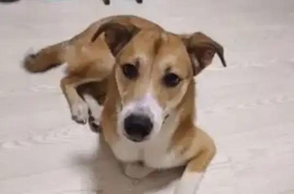 Собаки потеряшки, Красноярск, фото: Потеряшка собака, Красноярск