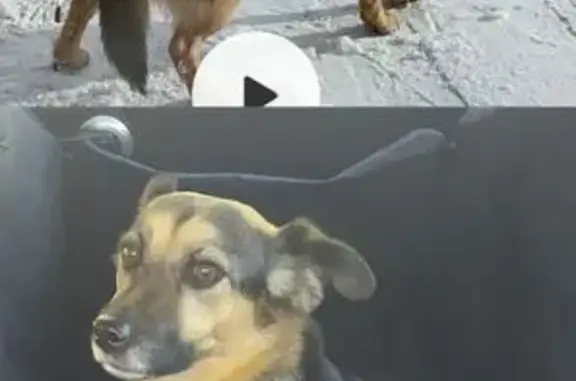 Собаки потеряшки, Даховская, фото: Потеряшка собака на Садовой, 27, Даховская