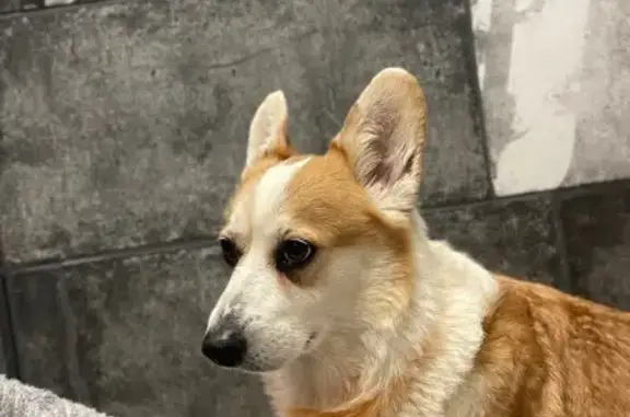 Объявления о пропавших и найденных животных, Щёлково, фото: Найдена рыжая собака, Щёлково, Центр. 96А