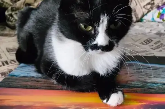 Потерянные животные Тверь, фото: Пропала кошка на Левитана, 58 к4, Тверь