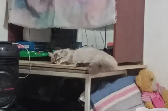 Потерянные животные Астана, фото: Пропала кошка, ул. Курмангазы 33/1, Астана