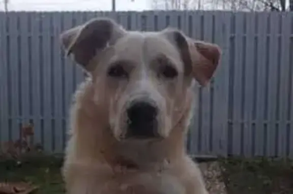 Собаки потеряшки, Орехово-Зуево, фото: Потеряшка собака на ул. Ленина, Орехово-Зуево