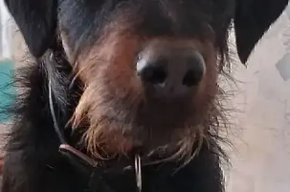 Собаки потеряшки, Зюкайка, фото: Потеряшка собака на Юбилейной улице, Зюкайка