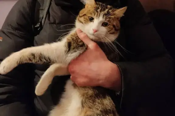 Найдена кошка, Астрахань, фото: Кот найден на Бульварной, 12, Астрахань