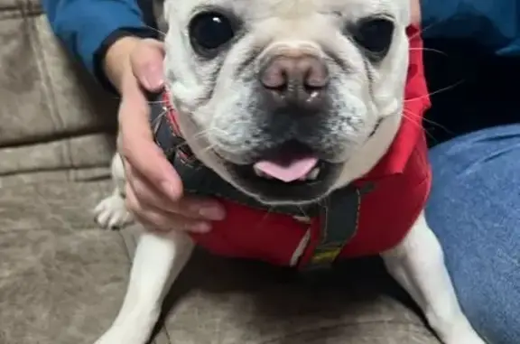 Найдена кошка, Новосибирск, фото: Бульдог найден у Магнита, Кр. Проспект 317