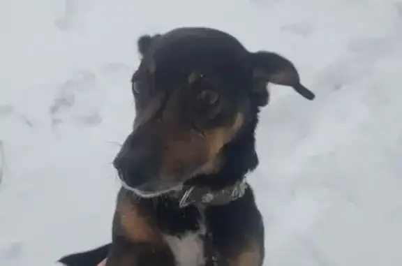 Найдена собака, Добручинская волость, фото: Собака найдена: Добручинская волость, Псков