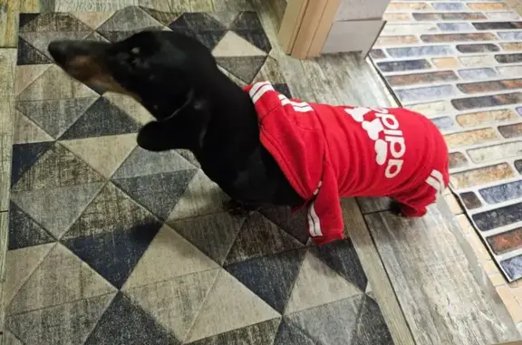 Найдена собака, Батайск, фото: Собака найдена, Ленинградская 168, Батайск