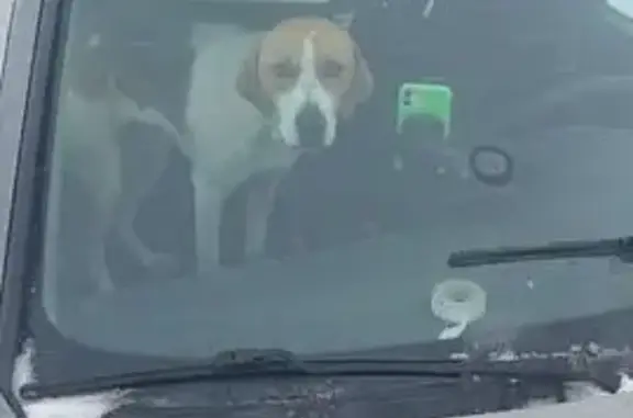 Собака найдена, Степная ул., Кардаилово