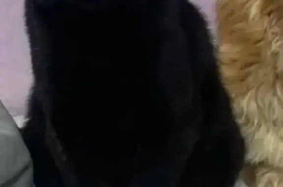 Кошки потеряшки, Москва, фото: Потеряшка чёрная кошка, Ясный проезд, 7