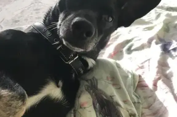 Собаки потеряшки, Култаево, фото: Потеряшка собака, Нагорная 4Б, Култаево