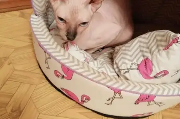 Кошки потеряшки, , фото: Потеряшка кошка, бульвар Курчатова, 7