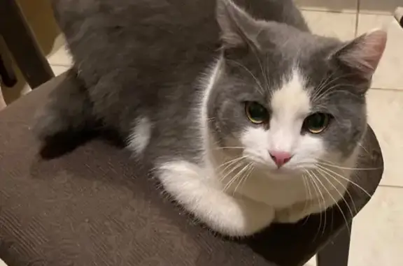 Кошка найдена в г.о. Рязань, Рязанская обл.