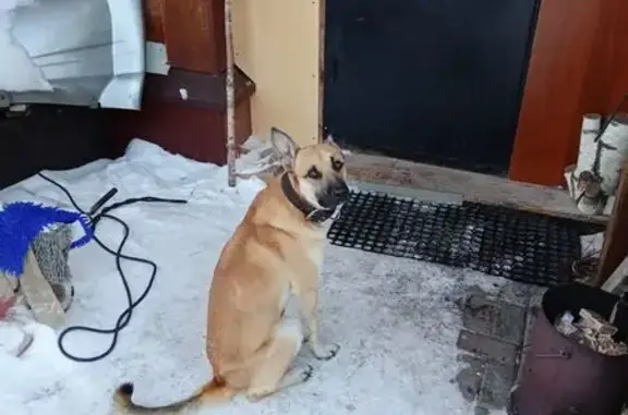 Найдена собака, Москва, фото: Собака найдена: Красная площадь, 3, Москва