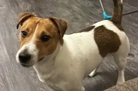 Найденные животные район Щербинка, фото: Пропала собака, Щербинка, Барышевская 26