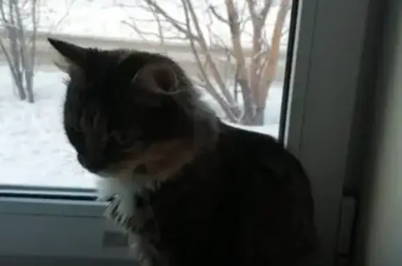 Кот найден, Веры Волошиной 7, Кемерово