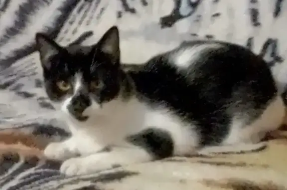 Кот найден: Матвеевское шоссе, 41/1