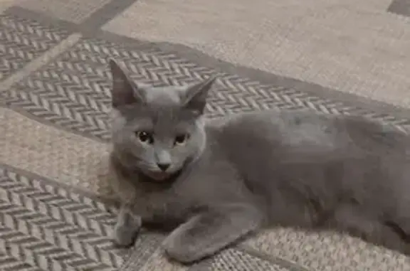 Серая кошка найдена в Кургане, Курганская обл.