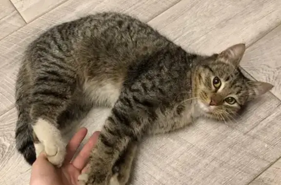 Найдена кошка, Саратов, фото: Найдена кошка, ул. Бардина, 2, Саратов