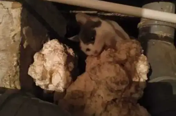 Кошка найдена в подвале, Калиновская ул.