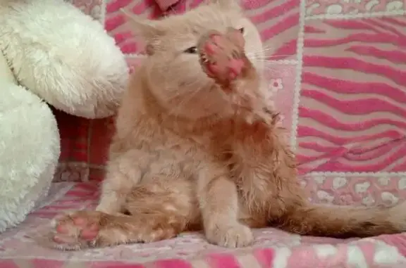 Кошки потеряшки, Новосибирск, фото: Потеряшка кошка, ул. Кропоткина, 497