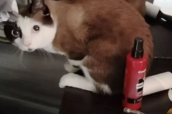 Кошки потеряшки, Новосибирск, фото: Потеряшка котик, ул. Лобова, 21, Новосибирск