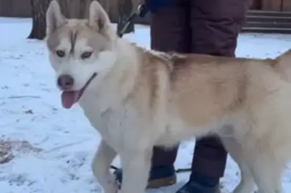 Найденные животные Немчиново, фото: Собака найдена: Лесная ул., Немчиново