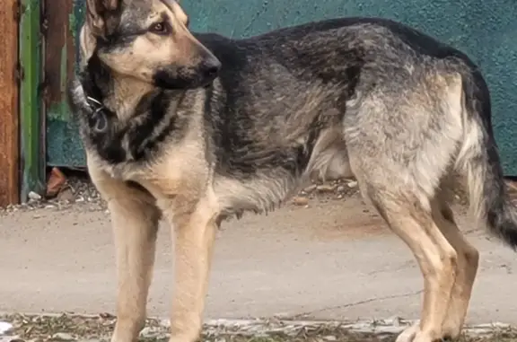 Найдена собака, Ростов-на-Дону, фото: Собака найдена: Братский пер., 99, Ростов-на-Дону