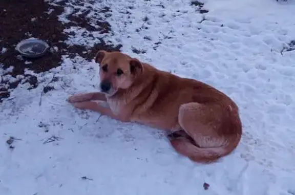 Найдена собака, Ракитня-2, Смоленск