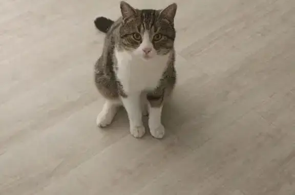 Кошки потеряшки, Новобессергеневка, фото: Потеряшка кошка, ул. Свободы, Новобессергеневка