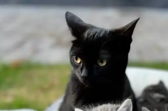 Потерянные животные Борисоглебск, фото: Пропала чёрная кошка, Лазоревая ул.