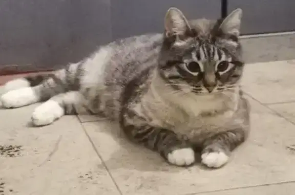 Найдена кошка, Москва, фото: Кошка найдена на Металлургов 27А, Москва