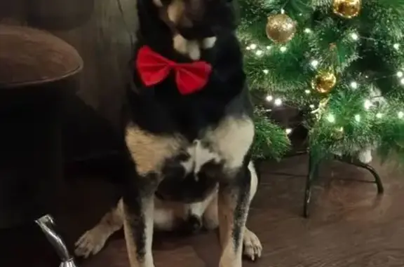 Собаки потеряшки, , фото: Потеряшка собака, Альметьевск, Татарстан