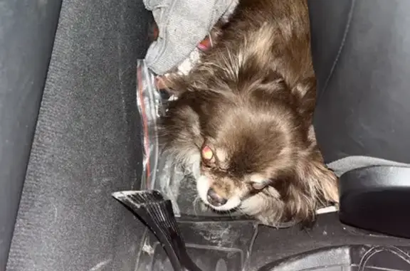 Найдена собака, Москва, фото: Чихуа найдена на СВХ у Лихобор, Москва