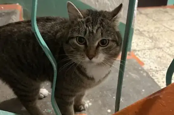 Найденные животные Нижний Тагил, фото: Найден кот, Красноармейская, 78, Н. Тагил