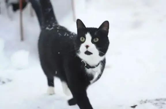 Кошки потеряшки, Мыза-Ивановка, фото: Потеряшка кот Гога, Рабочая ул., 32, Мыза