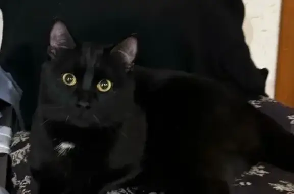 Котенок найден: Васильевская ул., 20 к1, Рязань