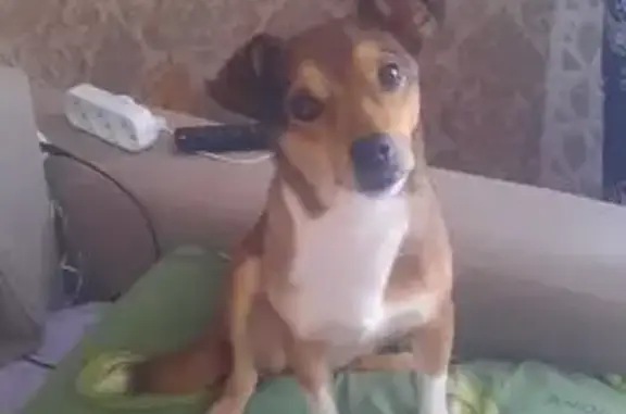 Найдена собака, Первоуральск, фото: Найдена собака, ул. Талица, 98, Первоуральск