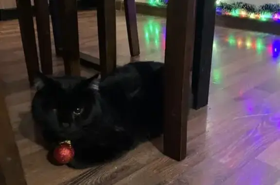 Объявления о пропавших и найденных животных, , фото: Пропал черный кот в районе Капканов