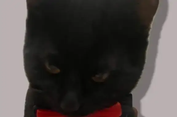 Кошки потеряшки, Таганрог, фото: Потеряшка кошка, Спартаковский пер., 16