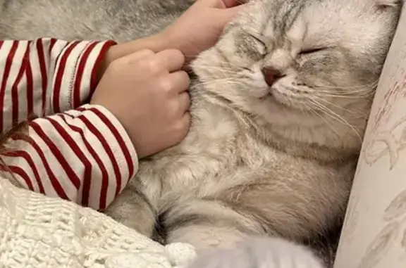 Кошки потеряшки, Санкт-Петербург, фото: Потеряшка кошка: пр. Обуховской Обороны, 138к2