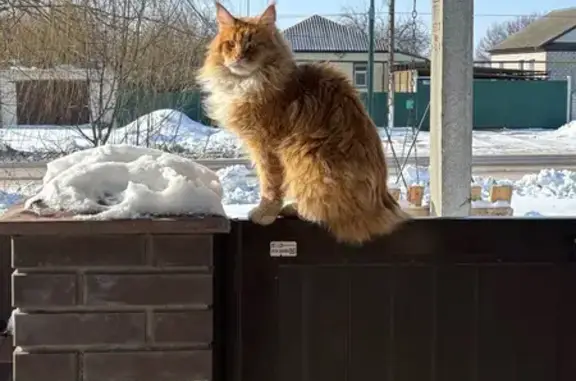 Пропала кошка, ул. Левченко, 8, Новониколаевский